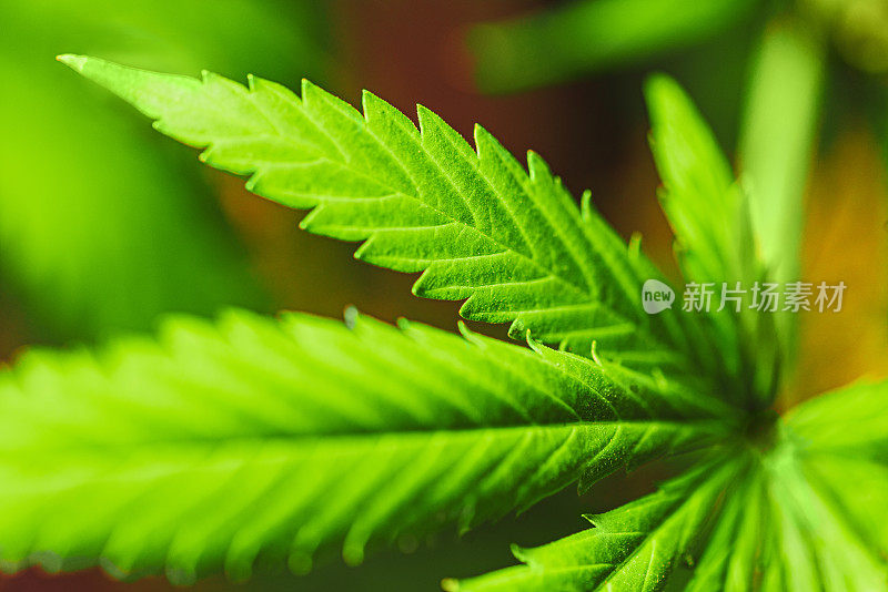Medical Marijuana – Detail Shot of a Cannabis Leaf